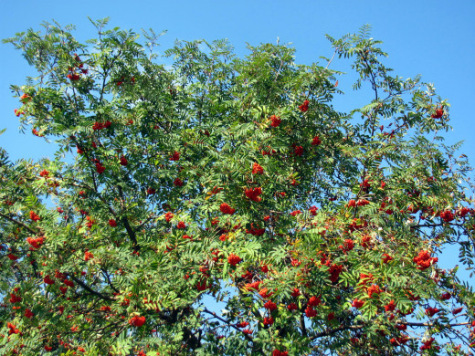 1513936 (a): :2560x1920